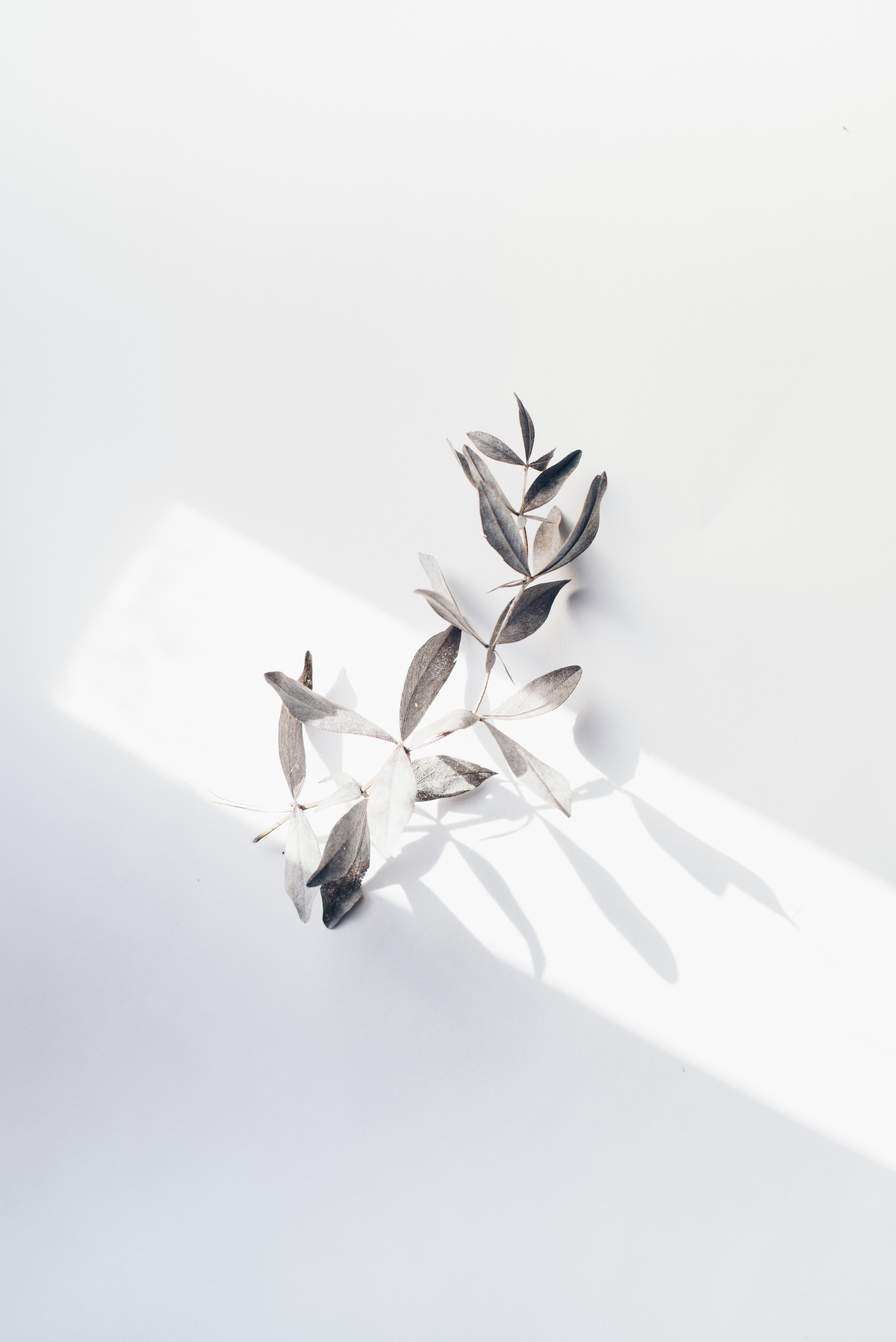 Leaves On White Surface